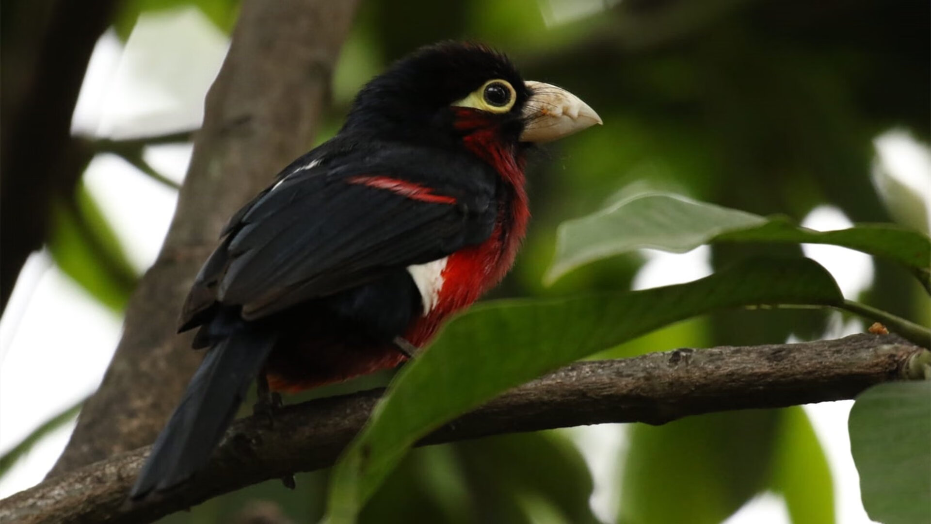 半神半魔！从背锅侠到叹息之墙—门迪的国家德比封神夜